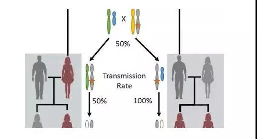 【全球24h抗癌突破】--幽门螺旋杆菌是如何致癌的？卵巢癌能从父亲那里遗传？