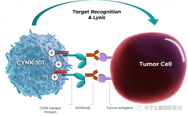 胃癌细胞免疫治疗,"即用型"NK细胞疗法CYNK-101或许能为胃癌患者带来新的希望