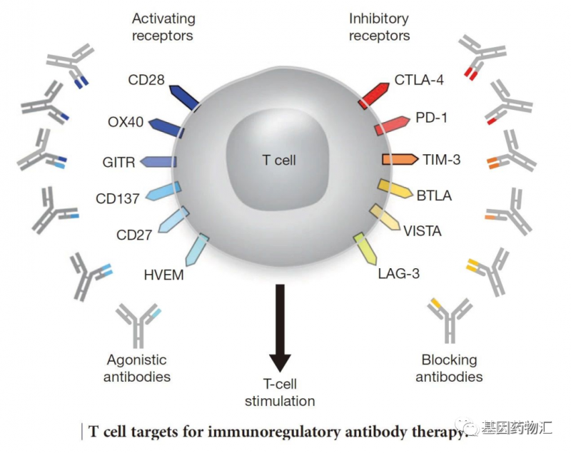 宫颈癌新药,首款国产免疫双抗药物AK104(卡度尼利单抗、Cadonilimab、开坦尼)获批上市