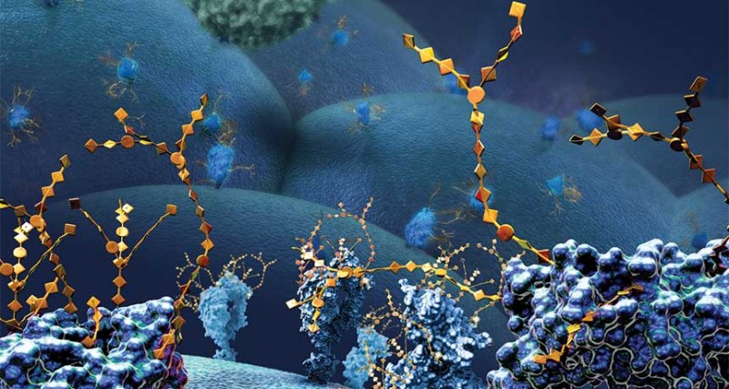 Science重磅 新疗法直击癌细胞在免疫系统上施加的甜蜜的咒语