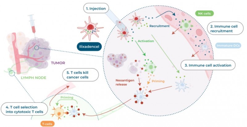 新型DC疫苗曙光初现,FDA授予Ilixadencel(伊利沙定)治疗肉瘤孤儿药指定