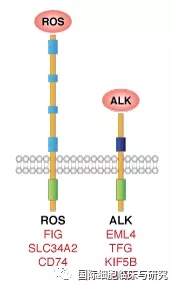 ROS和ALK基因