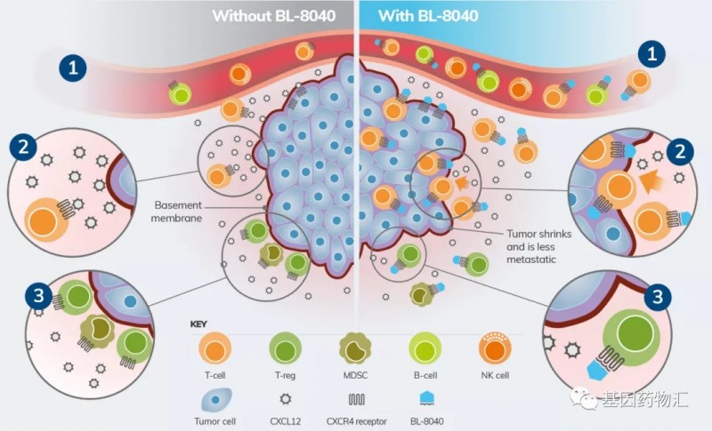 2020年转移性胰腺癌治疗新疗法,PD1免疫联合靶向治疗,K药+BL-8040(Motixafortide)疗效令人鼓舞