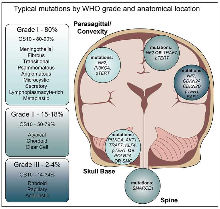 脑膜瘤基因检测,基因检测除了能指导脑膜瘤预后分级和治疗还能检测遗传风险