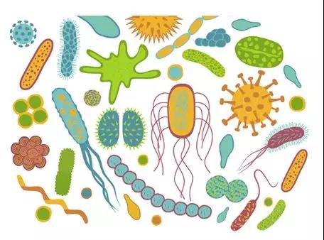 研究证实：肠道菌群真的可以影响癌症的免疫治疗效果！癌症患者如何获得对自身有益的菌群？