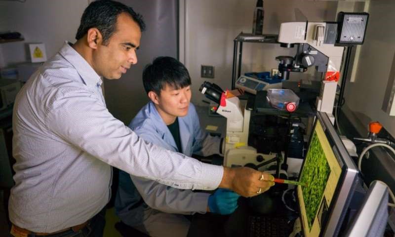 研究人员发现淋巴瘤耐药新机制