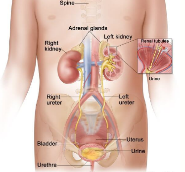 NIH声明：有些肾癌患儿可以不用放疗