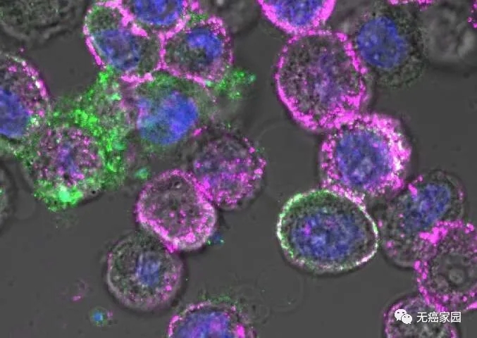 溶瘤病毒杀死癌细胞