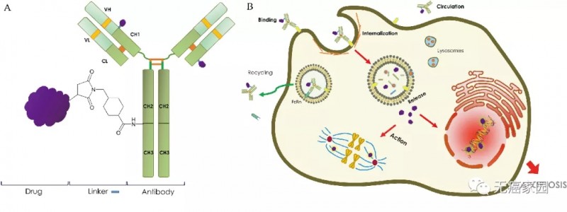 三阴乳腺癌靶向药新药,多款抗体偶联(ADC)药物数据良好,其中ARX788疾病控制率达74%