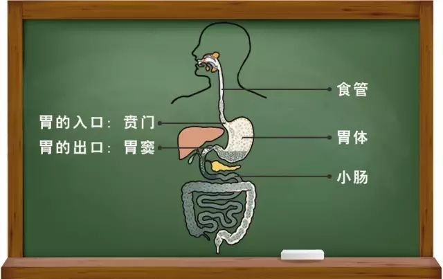 中国人为什么会得胃癌,中国式胃癌怎么治疗,治疗胃癌的新药新疗法有有哪些