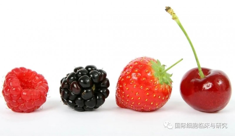 肿瘤患者的饮食,肿瘤患者可以吃水果吗,癌症患者饮食之浆果盛宴
