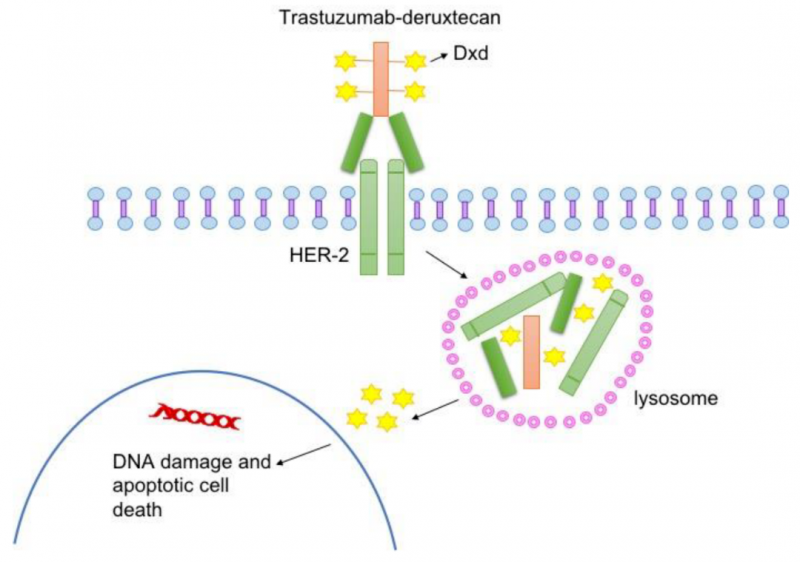 FDA批准首个乳腺癌HER2低表达的靶向药物Enhertu(DS-8201a、T-DXd、Fam-trastuzumab Deruxtecan-nxki)上市