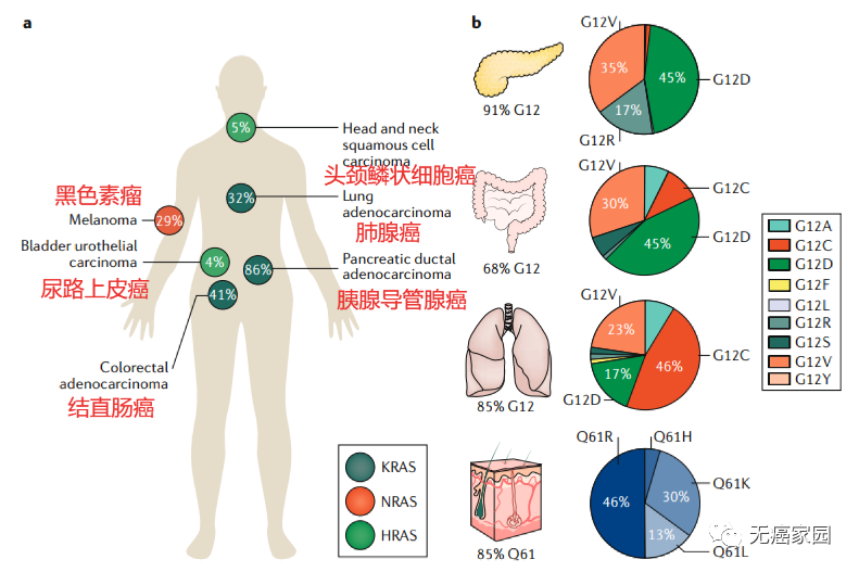 直肠癌新疗法,第二款KRAS基因突变靶向药Adagrasib(MRTX-849、阿达格拉西布)治疗直肠癌疾病控制率达100%