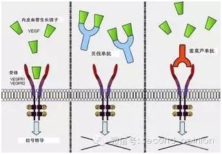 胃癌患者新的靶向药雷莫芦单抗（Ramucirumab）