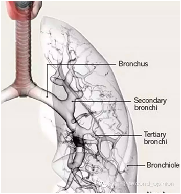 肺癌的精准医疗