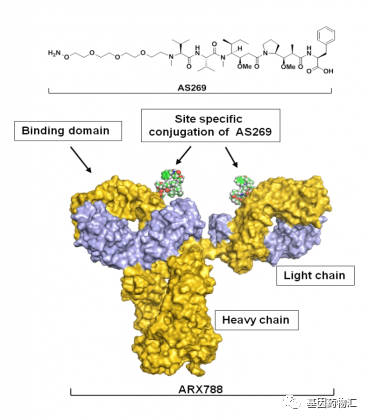 三阴乳腺癌临床试验招募,三阴乳腺癌靶向药,抗体偶联(ADC)药物ARX788临床试验招募正在进行中