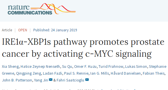 新闻速递|科学家发现强效抑制前列腺癌肿瘤生长的新药物——MKC8866