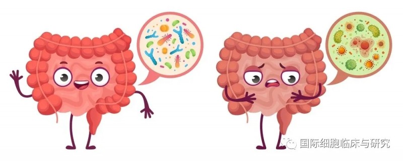 肠道益生菌