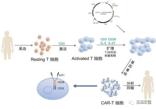 CAR-T细胞免疫疗法治疗