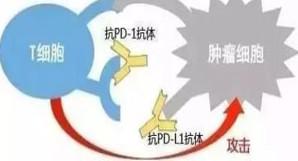 pd1抗体和pdl1抗体