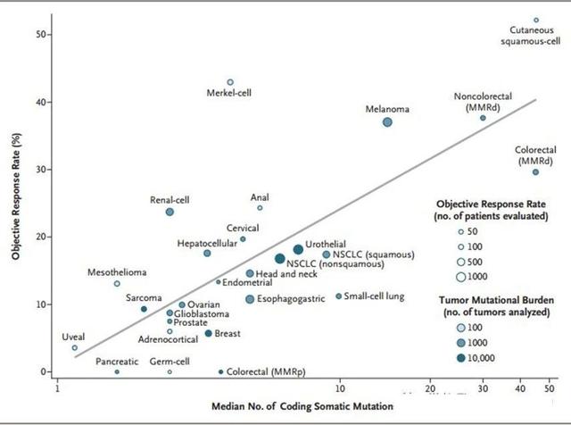 TMB和PD-1药效的关系