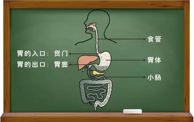 张小田教授：胃癌患者最应该了解的五大问题！