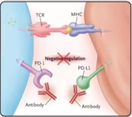 什么是PD1、PDL1免疫疗法？看完你就懂了