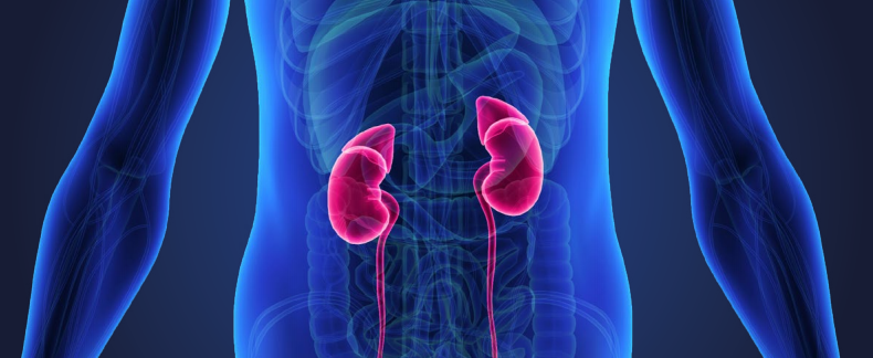 美国公布  肾癌的饮食、营养、运动建议（第三版癌症预防报告）