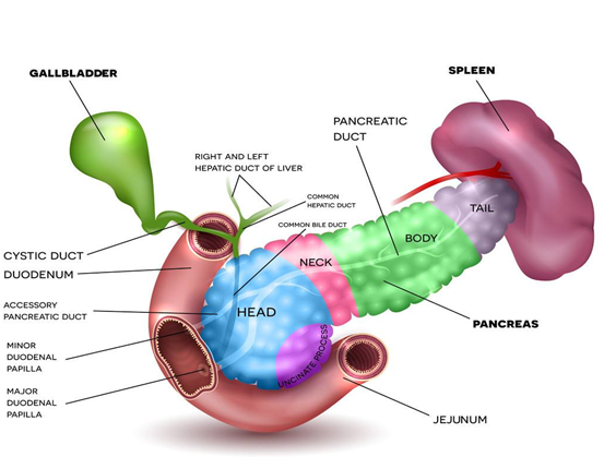 干细胞相比传统医疗手段长期的服药和胰岛素的优势