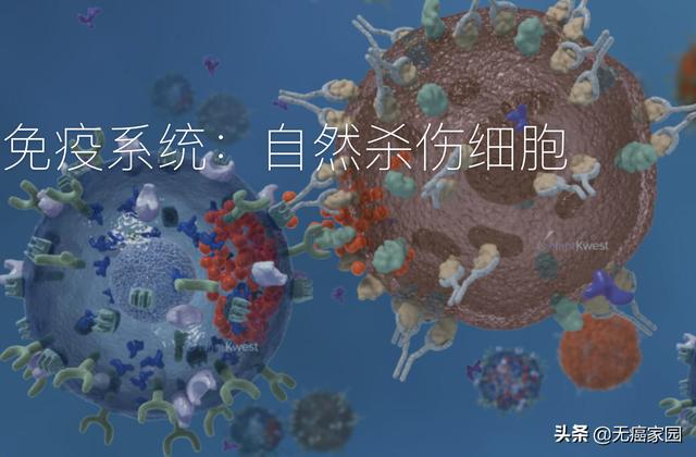 NK细胞治疗技术证实抗癌成功