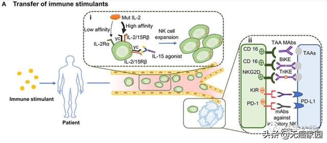 细胞因子激活NK活性间接抗肿瘤