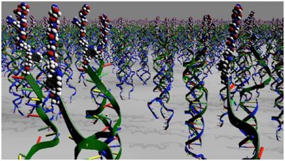 利用干细胞有望治疗阿尔茨海默病