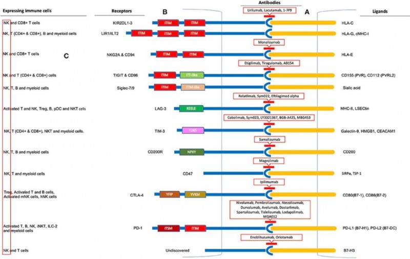 NK细胞免疫疗法,PD-1免疫治疗也能激活NK细胞NK免疫细胞的杀瘤活性