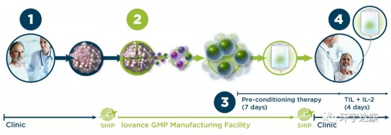 肿瘤浸润淋巴细胞TILS,TIL疗法,TIL细胞治疗的最新研究进展盘点(图11) TILs疗法的治疗过程
