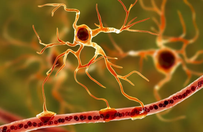 血管平滑肌干细胞参与血管修复再生